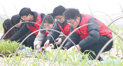 图为浙江省湖州市德清县玉米种植基地,青年党员干部帮助农户栽种玉米苗。谢尚国摄(人民视觉)