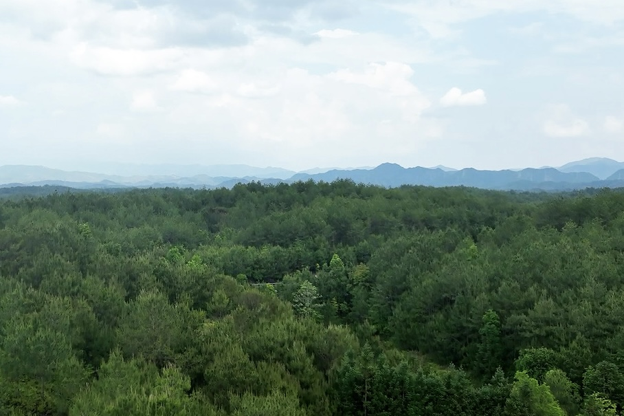 长汀县罗地草山(2022年)。长汀县水土保持中心供图